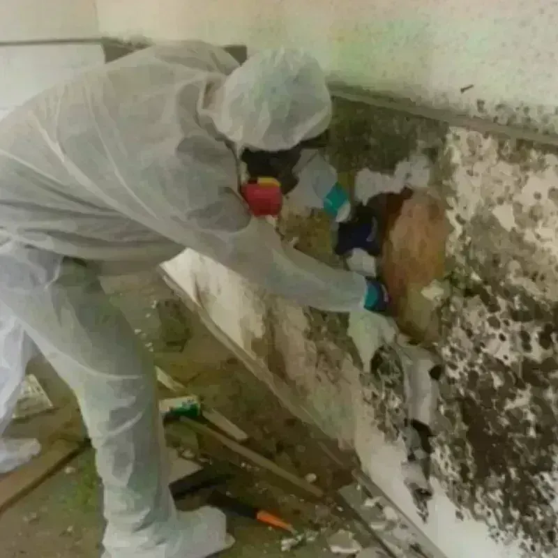 Mold Remediation and Removal in Greenville, MS